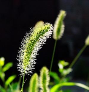 狗尾巴草的花语——传递忠诚和友善（揭秘狗尾巴草的象征意义）