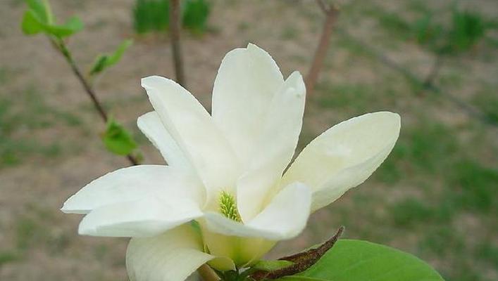 以含笑花的花语（传递快乐的鲜花）