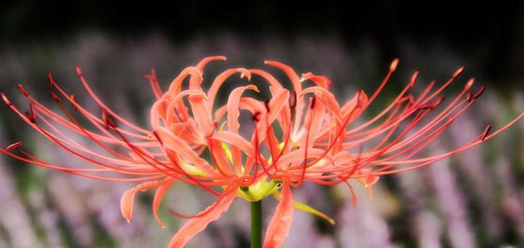 以合果芋的花语与意义（探寻合果芋的花语及象征）