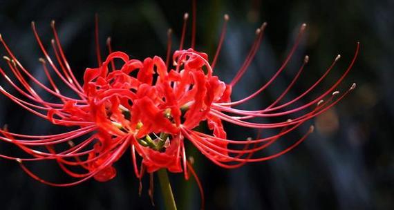 黑色曼陀罗的花语——神秘与魅力（揭开黑色曼陀罗的花语之谜）