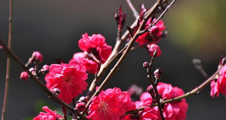 红叶碧桃花语（探寻红叶碧桃背后的秘密与启示）