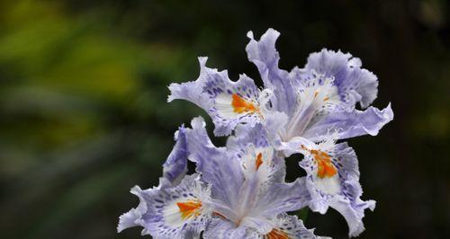 蝴蝶花的花语与意义（探寻蝴蝶花的象征和影响力）