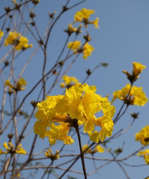 黄花风铃木的花语（探秘黄花风铃木的神秘意义与象征）