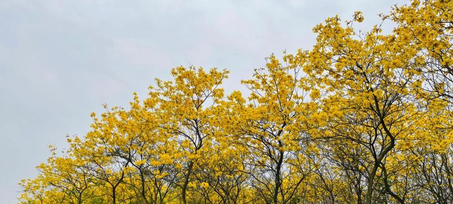 黄花风铃木的花语（探秘黄花风铃木的神秘意义与象征）