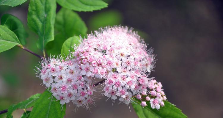 金山绣线菊的花语及象征意义（探寻金山绣线菊的神秘花语）