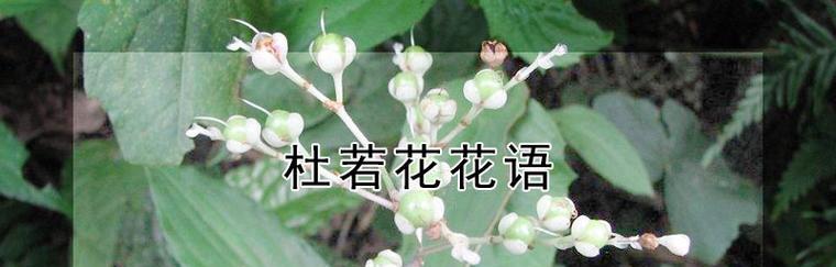 金丝吊蝴蝶花语解析——飞舞的希望（探索金丝吊蝴蝶的意义与象征）