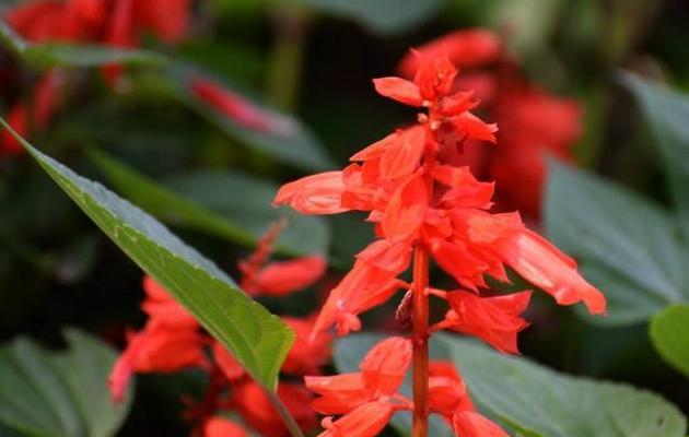 一串红什么季节开花（有关一串红花期简介）