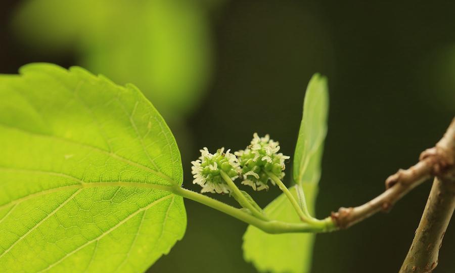 毛白杨是什么植物（有关毛白杨简介）