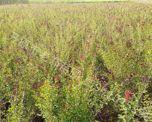 小叶丁香种植方法（打造美丽花园的秘籍）