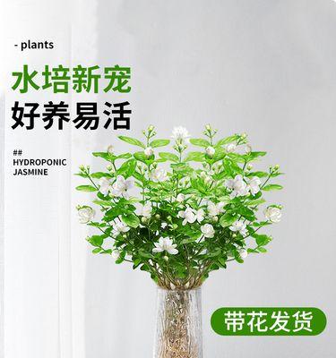 兰花的养殖方法和注意事项有哪些（兰花种植方法与技巧）