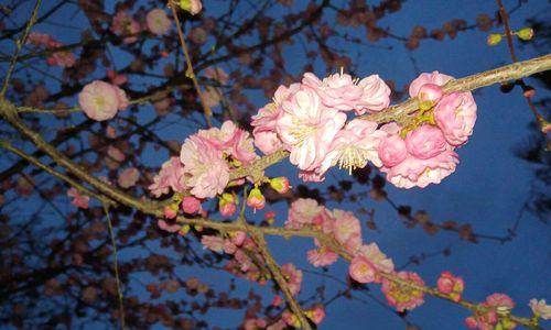 二月花开有哪些花（二月具有代表性的花推荐）