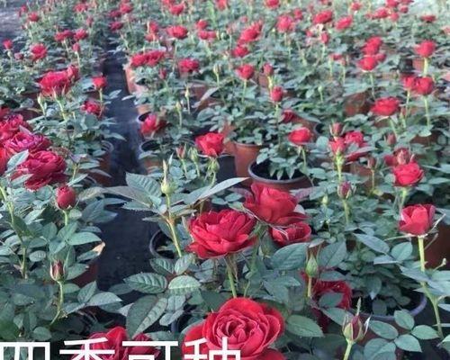 玫瑰花怎么种植方法（分享玫瑰花种植方法和技巧）