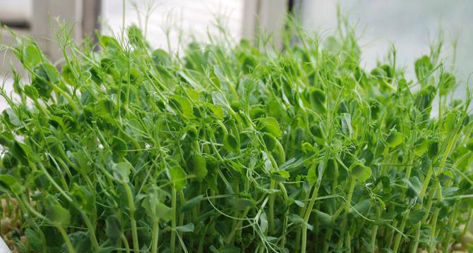 芽苗菜种植技术（从选购到育苗）