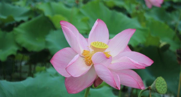 水芙蓉的养殖方法（打造迷人水上花海）