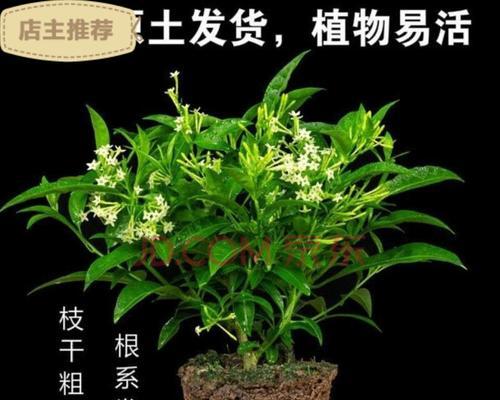 阳台绿植有哪些（盘点十种适合家养的爬藤植物）