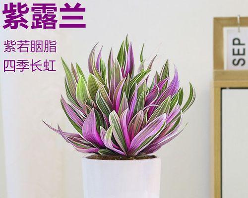 水养植物有哪些室内养（适合水养的植物大全）