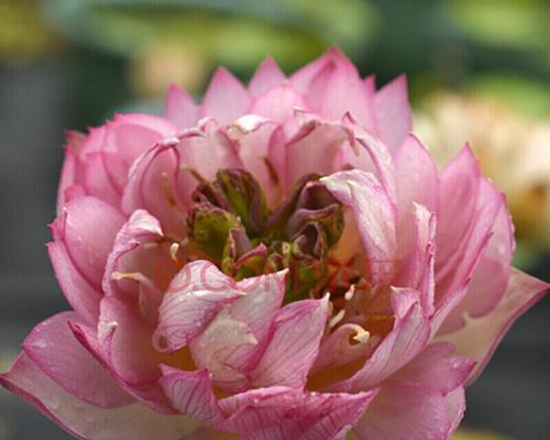 水莲花怎么养才开花（水培莲花的养殖方法）