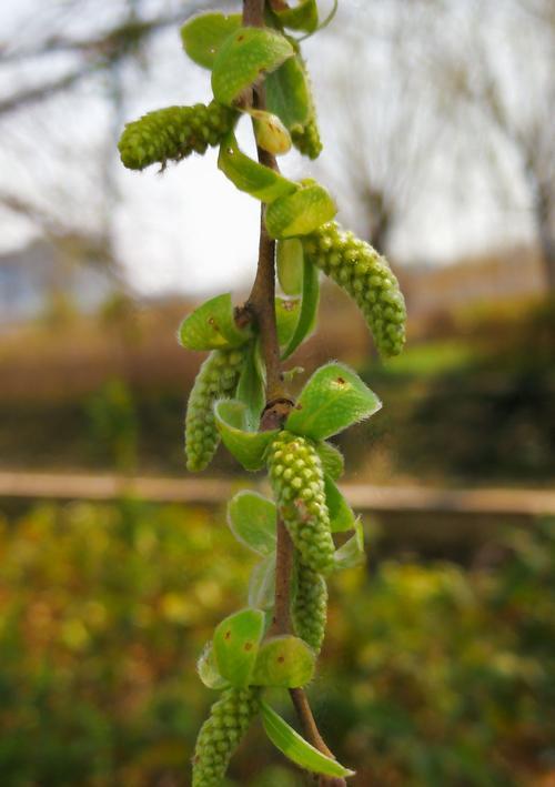 柳树开花吗什么时候开花（有关柳树的花期时间）