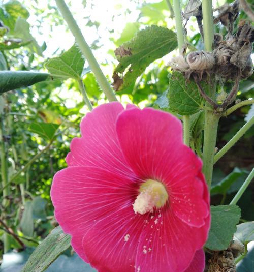 蜀葵花种子什么时候种（蜀葵花种子的种植方法和时间）