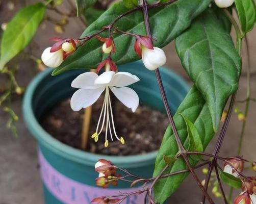 茉莉花怎么修剪好看（茉莉的修剪方法图解）