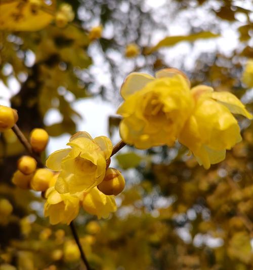 腊梅花什么时候开（关于腊梅花的花期简介）