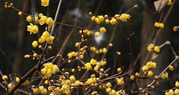 腊梅花什么时候开（关于腊梅花的花期简介）