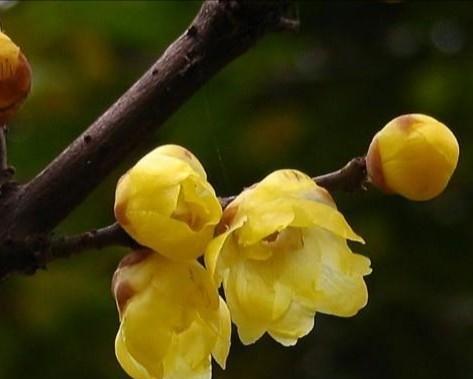 腊梅花什么时候开（关于腊梅花的花期简介）