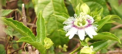 百香果怎么种植（百香果种植技术和管理）