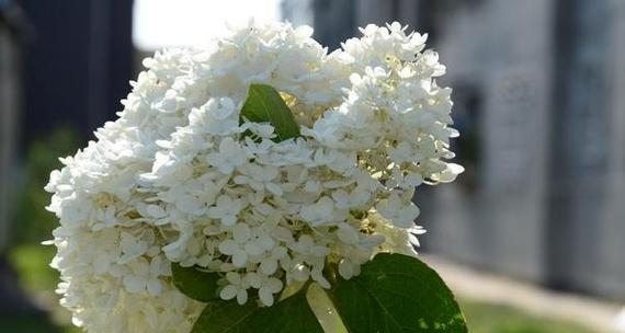 丁香花怎么养（丁香花养护的正确方法）