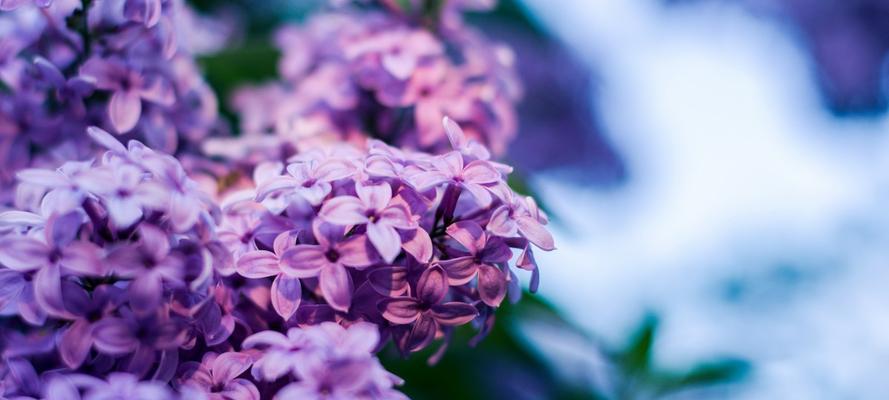 丁香花怎么养（丁香花养护的正确方法）