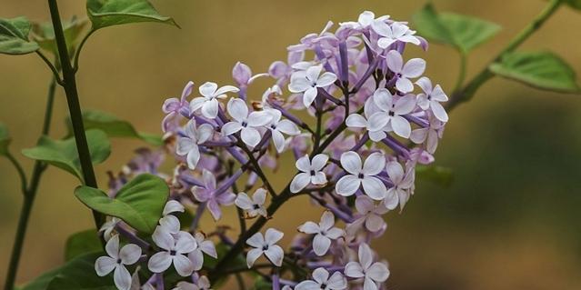 丁香花怎么养（丁香花养护的正确方法）