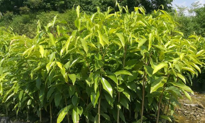 沉香树种植条件（沉香种植条件和技术）