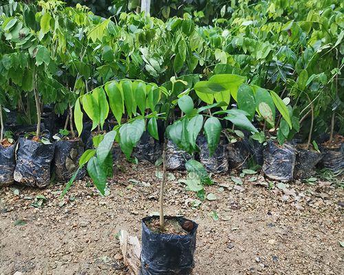 沉香树种植条件（沉香种植条件和技术）