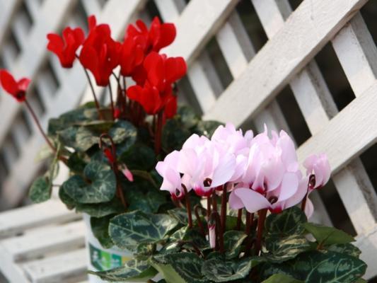 仙客来花怎么养（详解仙客来养护知识）