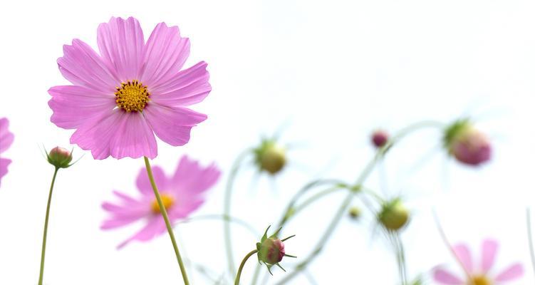 真正的格桑花是什么样子（关于格桑花的特点）