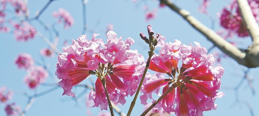 紫花风铃木花期是什么时候（有关风铃木花期简介）