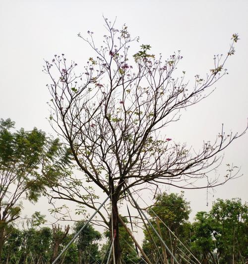 紫花风铃木花期是什么时候（有关风铃木花期简介）