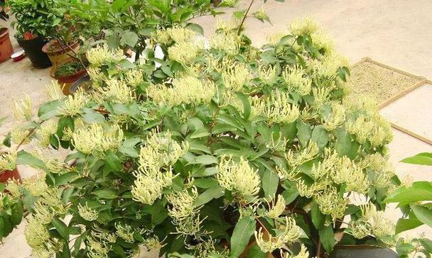 盆栽金银花的种植方法和时间（打造美丽庭院的小窍门）