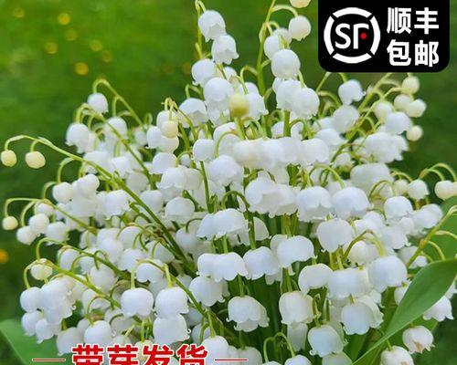 铃兰花怎么养殖（铃兰花的种植注意事项）