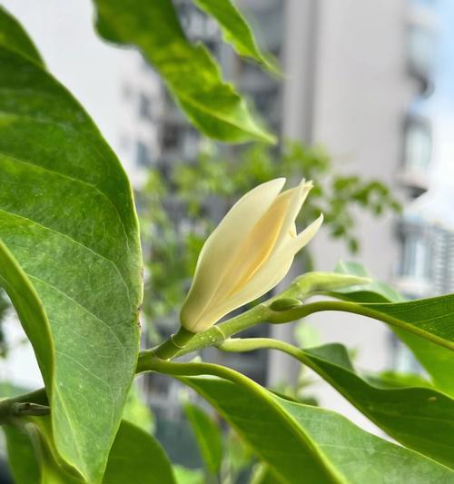 含笑花一年开几次花（含笑花的开花时间）