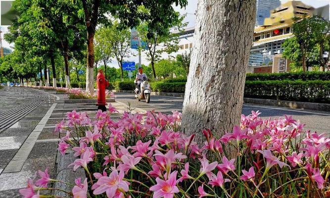 以韭兰花语喻人生（勤奋是人生之花）