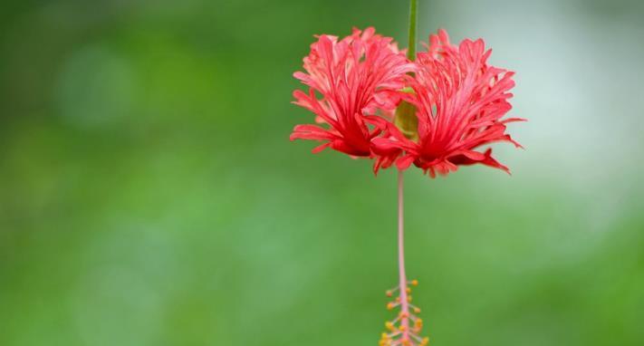 探寻九月桃花刀的神秘意义（揭秘九月桃花刀的来历与象征）