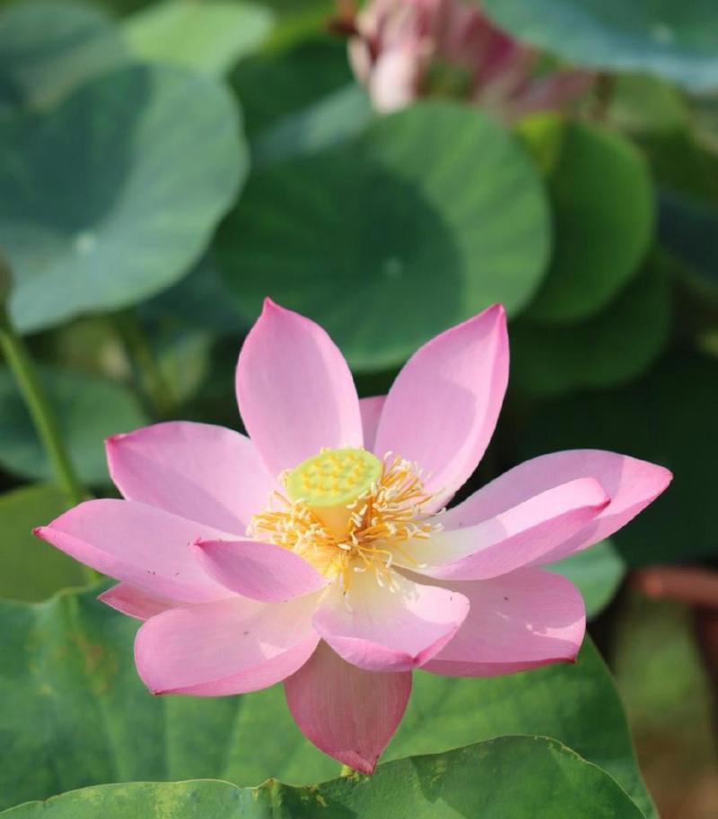 蓝荷花的花语与意义（深情浪漫）