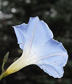 蓝色牵牛花的花语及象征意义（探索蓝色牵牛花的美丽与深意）