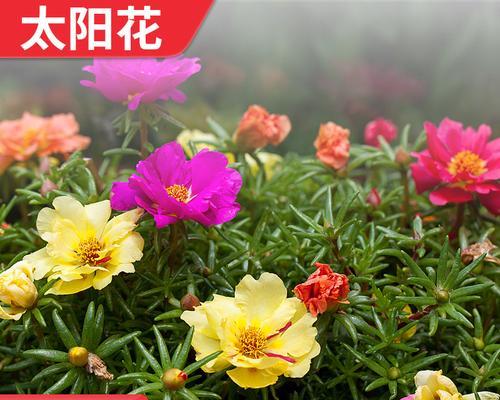 龙须牡丹花语之美——春天的花海（探索神秘的花语）