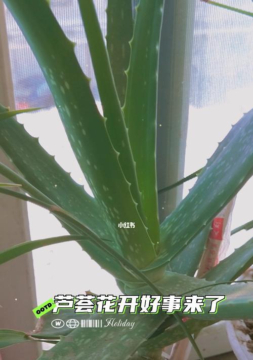 芦荟的象征意义（探索芦荟在不同文化中的象征意义和寓意）