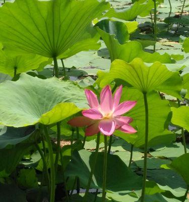 花开花谢，花语永留（以玫瑰花与荷花花语探讨人与自然的关系）