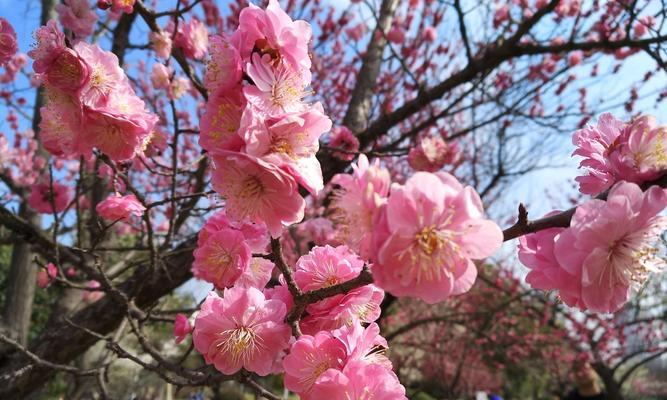 梅花的花语（探寻梅花背后的深意与内涵）