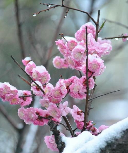 梅花的花语（探寻梅花背后的深意与内涵）