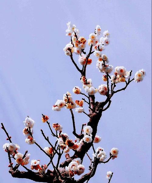 梅花花语——坚韧不拔的力量（用梅花的花语传递坚韧不拔的力量）